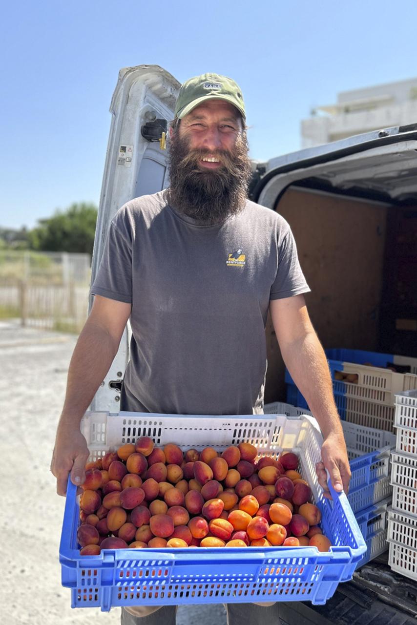Halles du Verger - abricots cueillis à la main