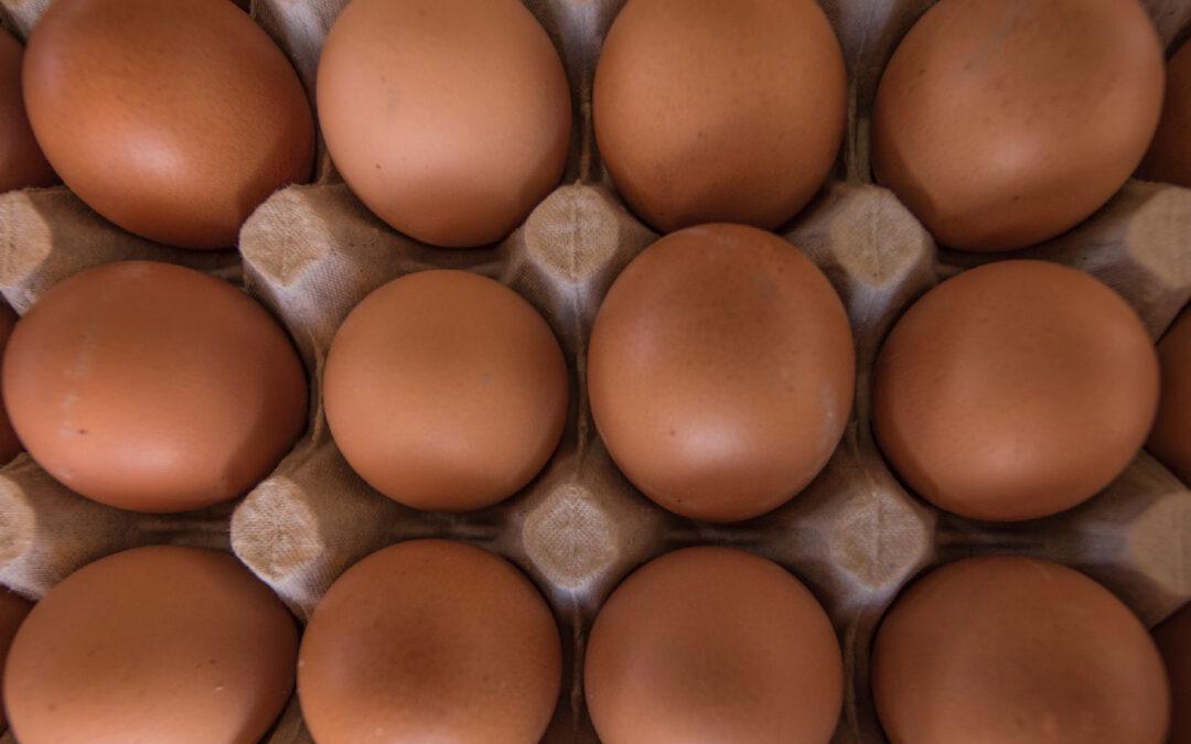 Œufs frais bio en Aveyron : disponibles aux Halles du Verger
