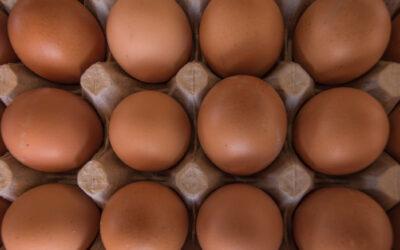 Œufs frais bio en Aveyron : disponibles aux Halles du Verger