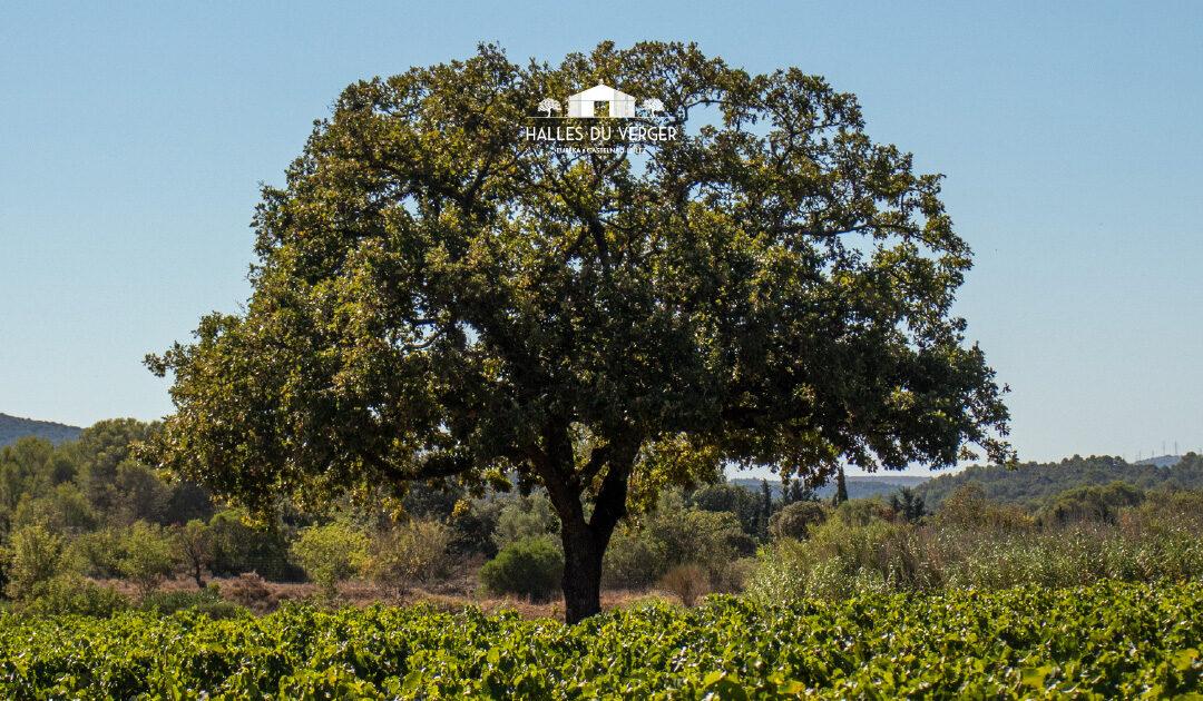Vendanges 2026 : Visite des Halles du Verger au clos constantin